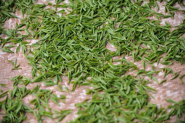 Free Tea Garden Tea photo and picture