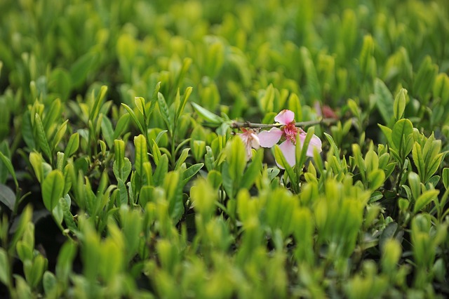 Free Tea Garden Tea photo and picture
