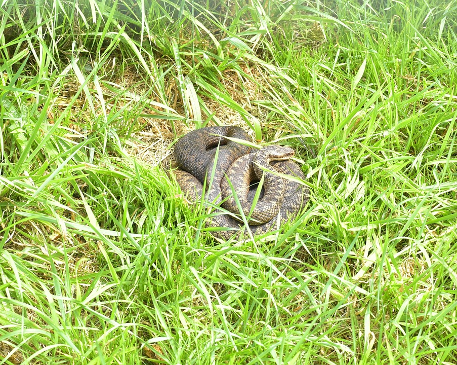 Kreuzotter, Vipera Berus, Schlange, Gifttig, Klein