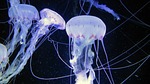 jellyfish, sea animals, aquarium