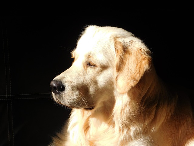 Free Dog Golden photo and picture