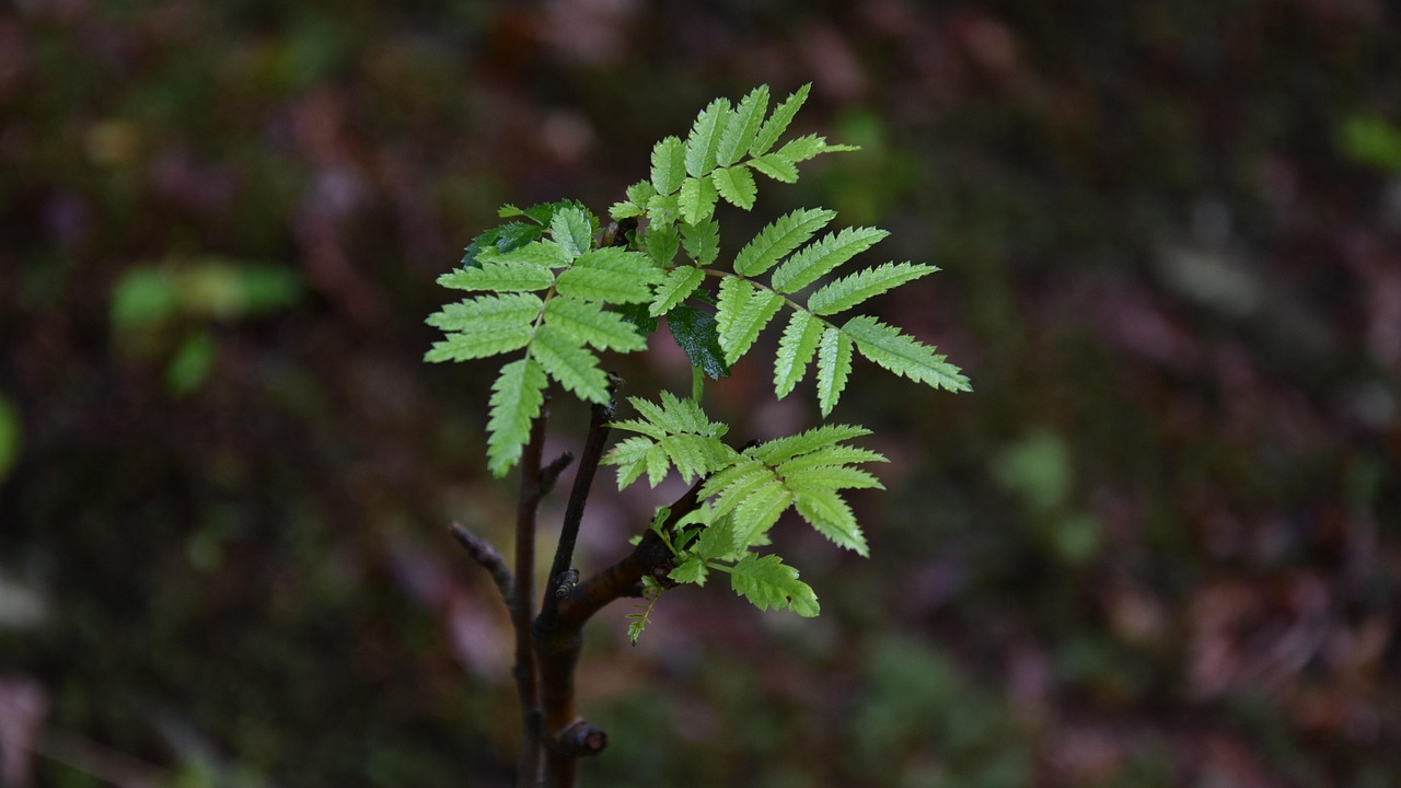 Sprig Tree Leaves - Free photo on Pixabay - Pixabay