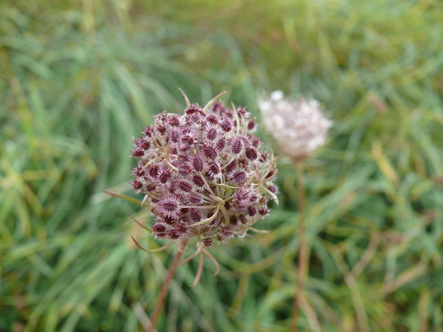 Free Flower Wild Flowers photo and picture