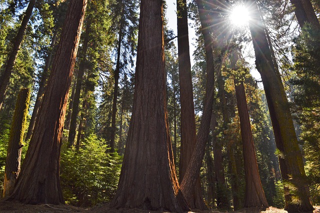 Free Forest Nature photo and picture