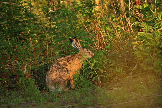 Free Field Hare Wild Animal photo and picture