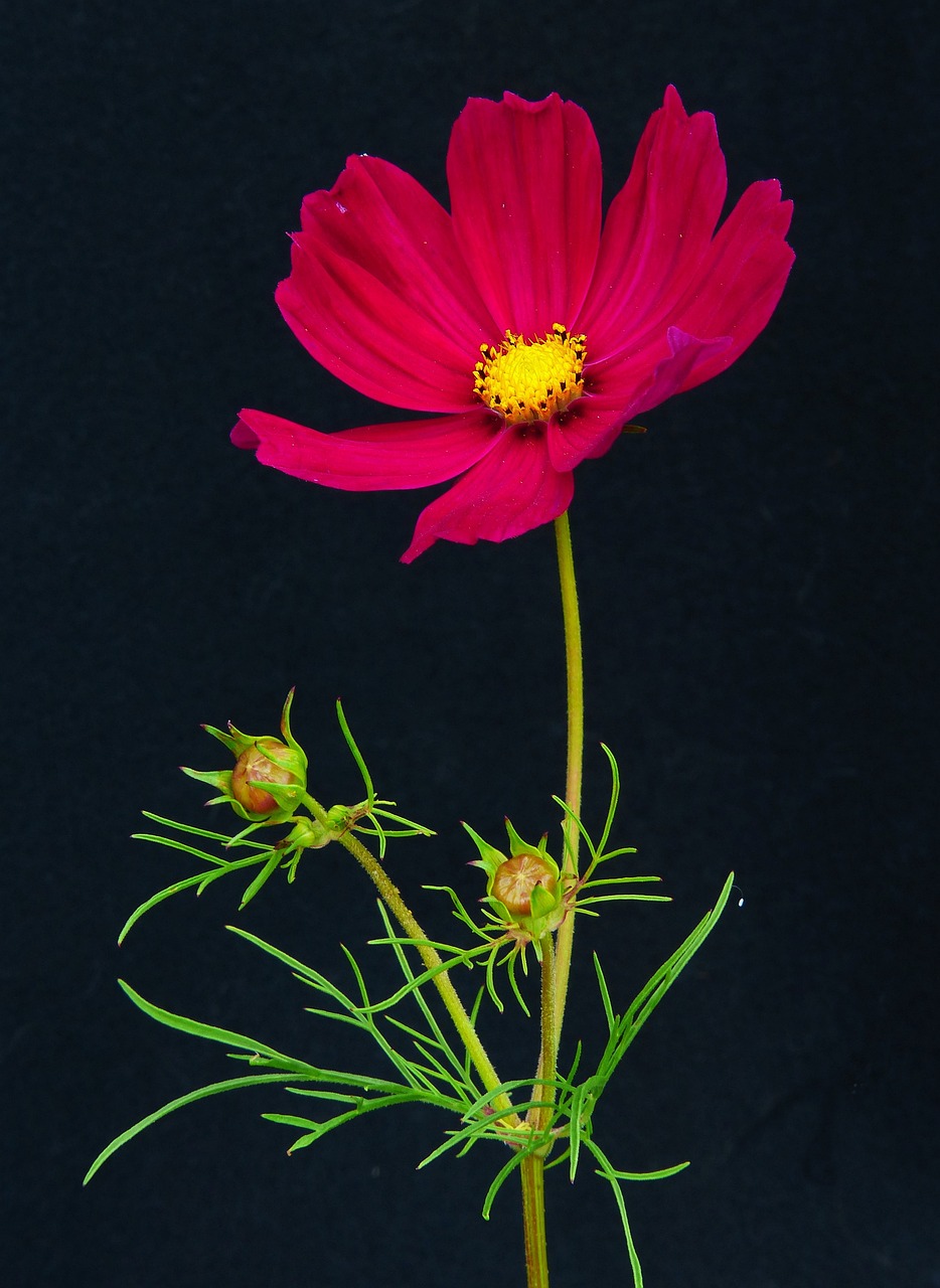 Cosmea Hermosa Canasta Prado De - Foto gratis en Pixabay - Pixabay
