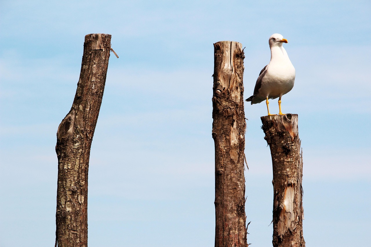 Download free HD stock image of Gull Peg Free Gull Peg photo and picture