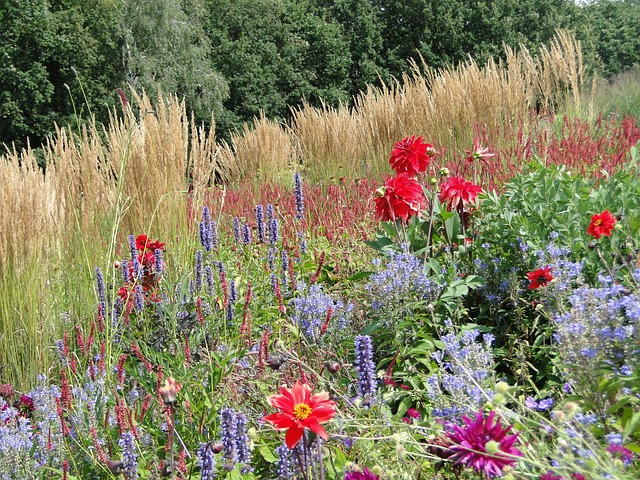 Free Field Of Flowers Diverse photo and picture