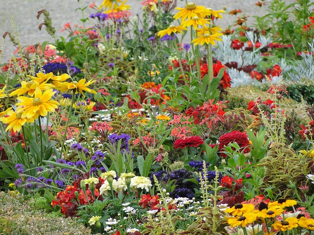 Free Flower Field Bloom photo and picture