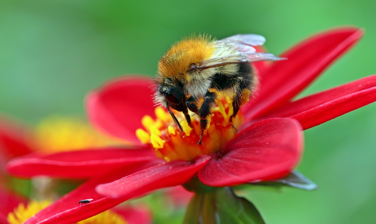 Download free HD stock image of Bumblebee Meadow Bumblebee Free Bumblebee Meadow Bumblebee photo and picture