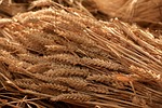 grain harvest, summer, tufts