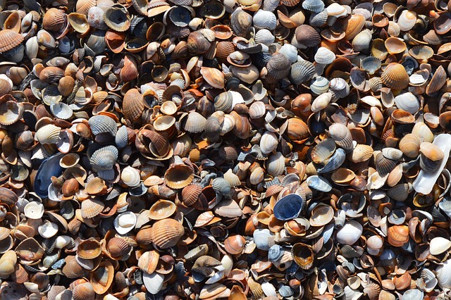 Free Shellfish Beach photo and picture