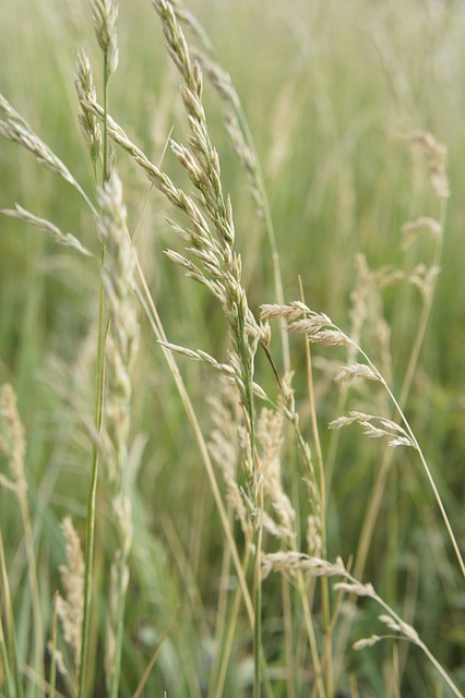 Free Nature Grain photo and picture