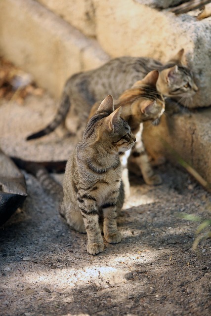 Free Animal Alley Cat photo and picture