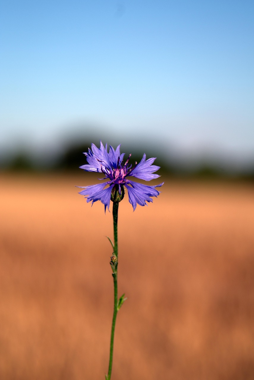 Download free HD stock image of Cornflower Flower Free Cornflower Flower photo and picture