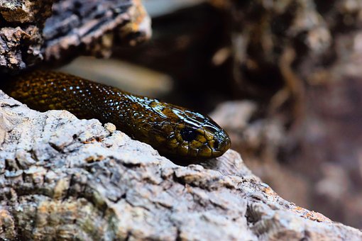 COASTAL TAIPAN