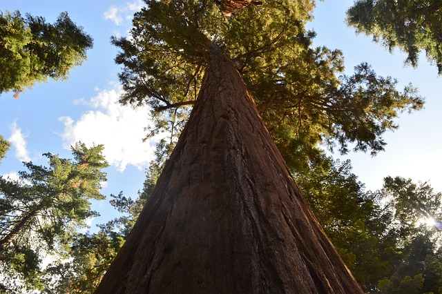 Free Forest Tree photo and picture