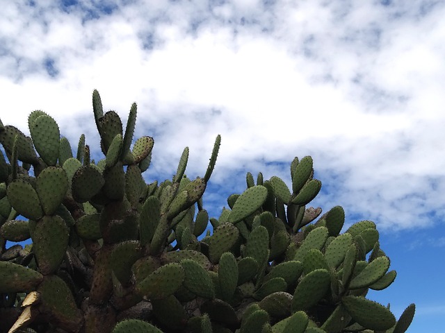 Free Desert Nopales photo and picture