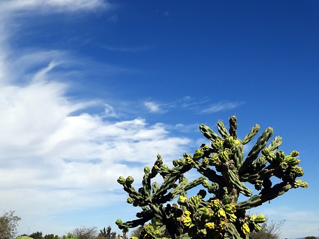 Free Desert Cactus photo and picture