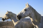 horse, white, equine