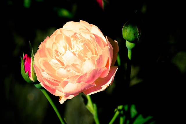 Free Rose Flower photo and picture