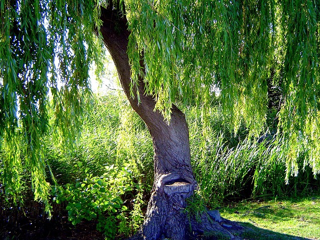 Free Tree Steinhuder Sea photo and picture