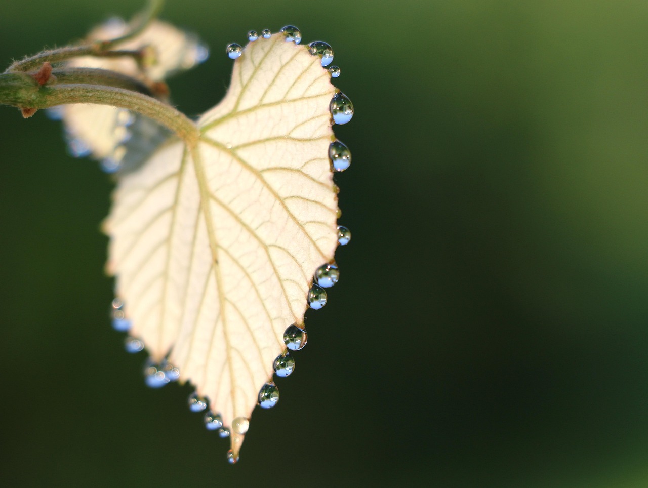 Free Dew Vine photo and picture