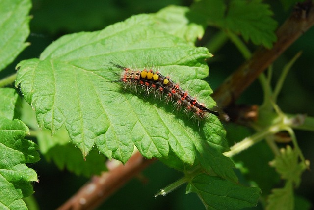 Free Caterpillar Hairy photo and picture