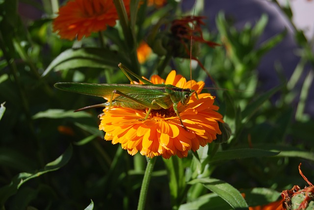 Free Grasshopper Insect photo and picture