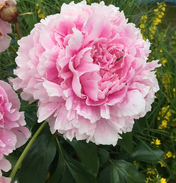 Free Peony Nature photo and picture