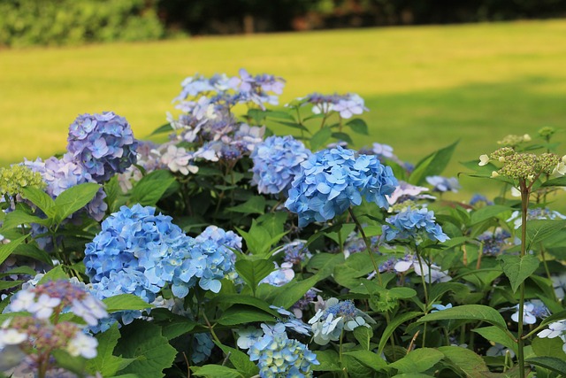 Kudowa Zdrój, Blomster, Spa Park, Grøn