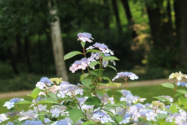Kudowa Zdrój, Blomster, Spa Park, Grøn