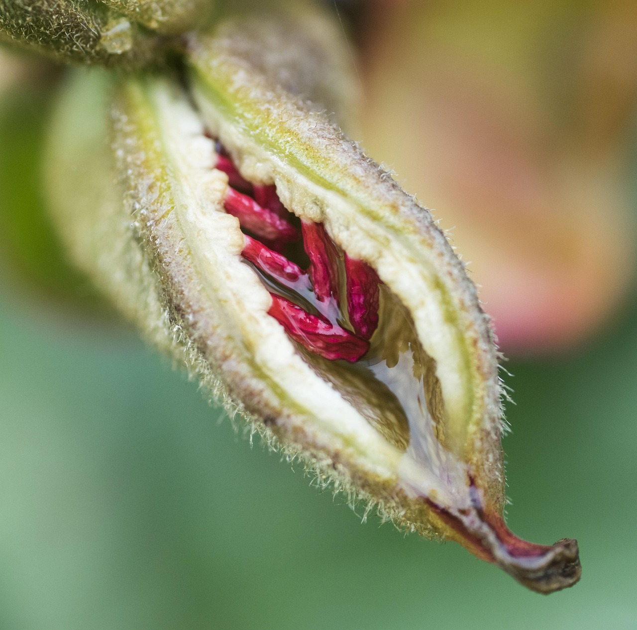 种子 花 种子胶囊 - Pixabay上的免费照片 - Pixabay