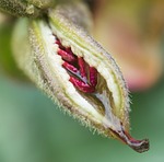 seed, flower, seedpod