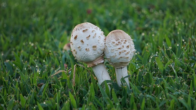 Pilz, Natur, Weiß, Park, Ernte, Wiese