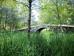 bridge, nature, herbs