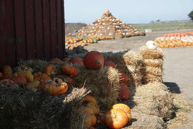 Free Pumpkin Harvest photo and picture