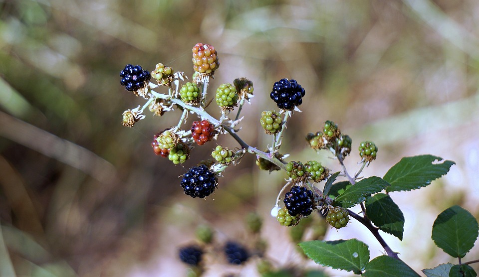 Moras, Bayas, Roja, Frutas, Silvestre, Zarzamora
