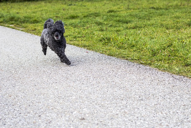 Free Dog Pooch photo and picture