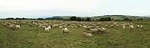 sheep, goats, flock