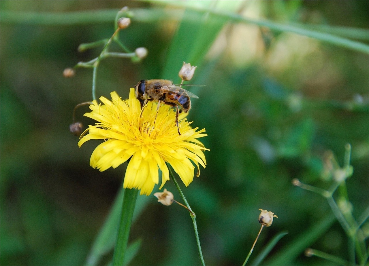 Bee Flower Yellow - Free photo on Pixabay - Pixabay