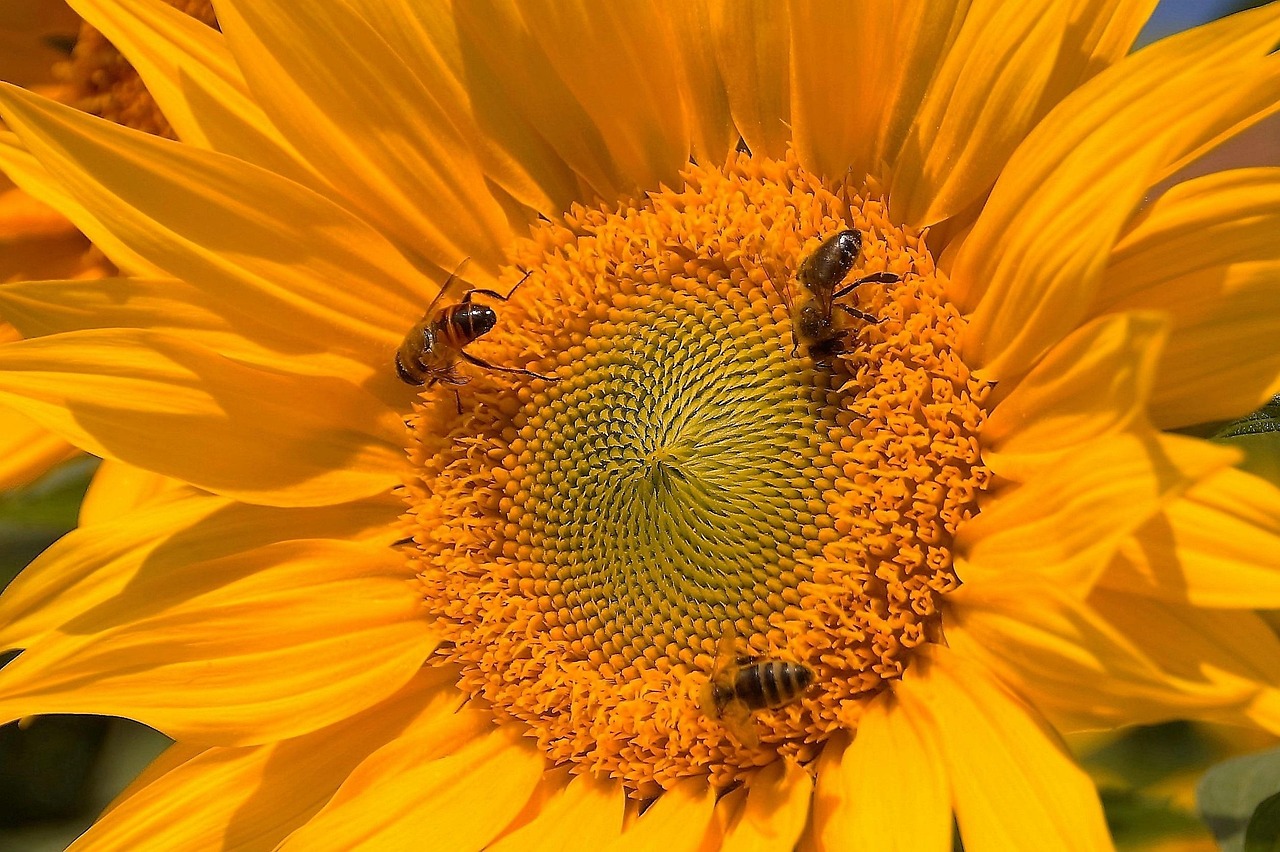 Sunflower Bloom Yellow - Free photo on Pixabay - Pixabay