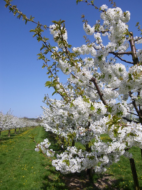 Free Cherry Blossom Cherry Trees photo and picture