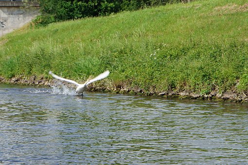 Free Swan Water photo and picture