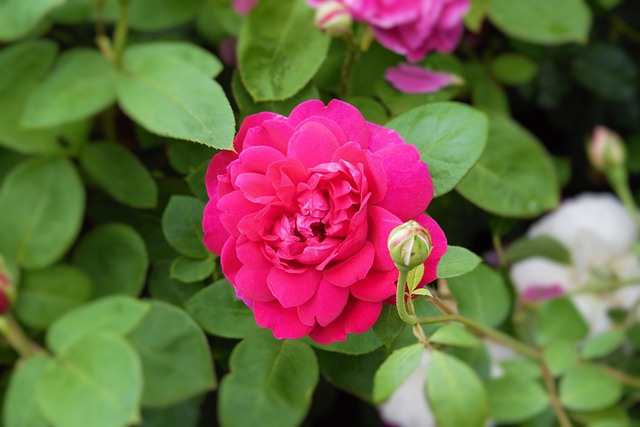 Free Rose Flower photo and picture