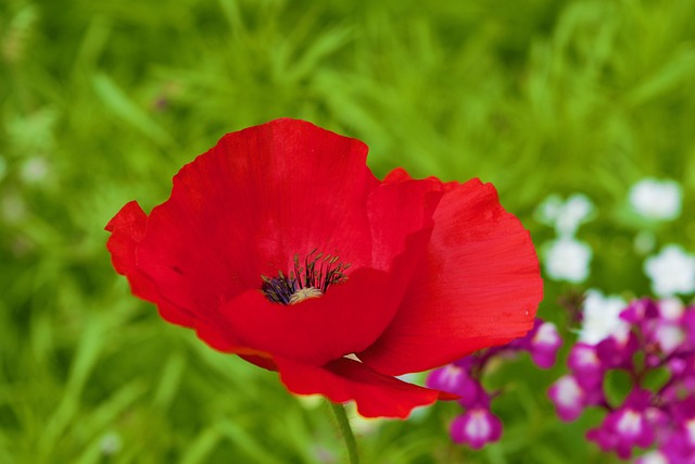 Free Poppy Flower photo and picture