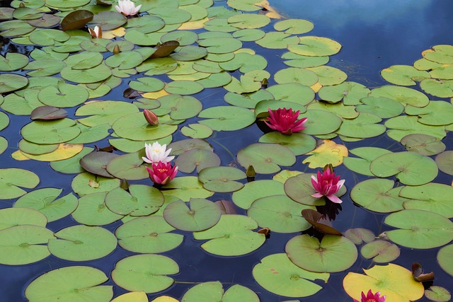 Free Lily Water photo and picture