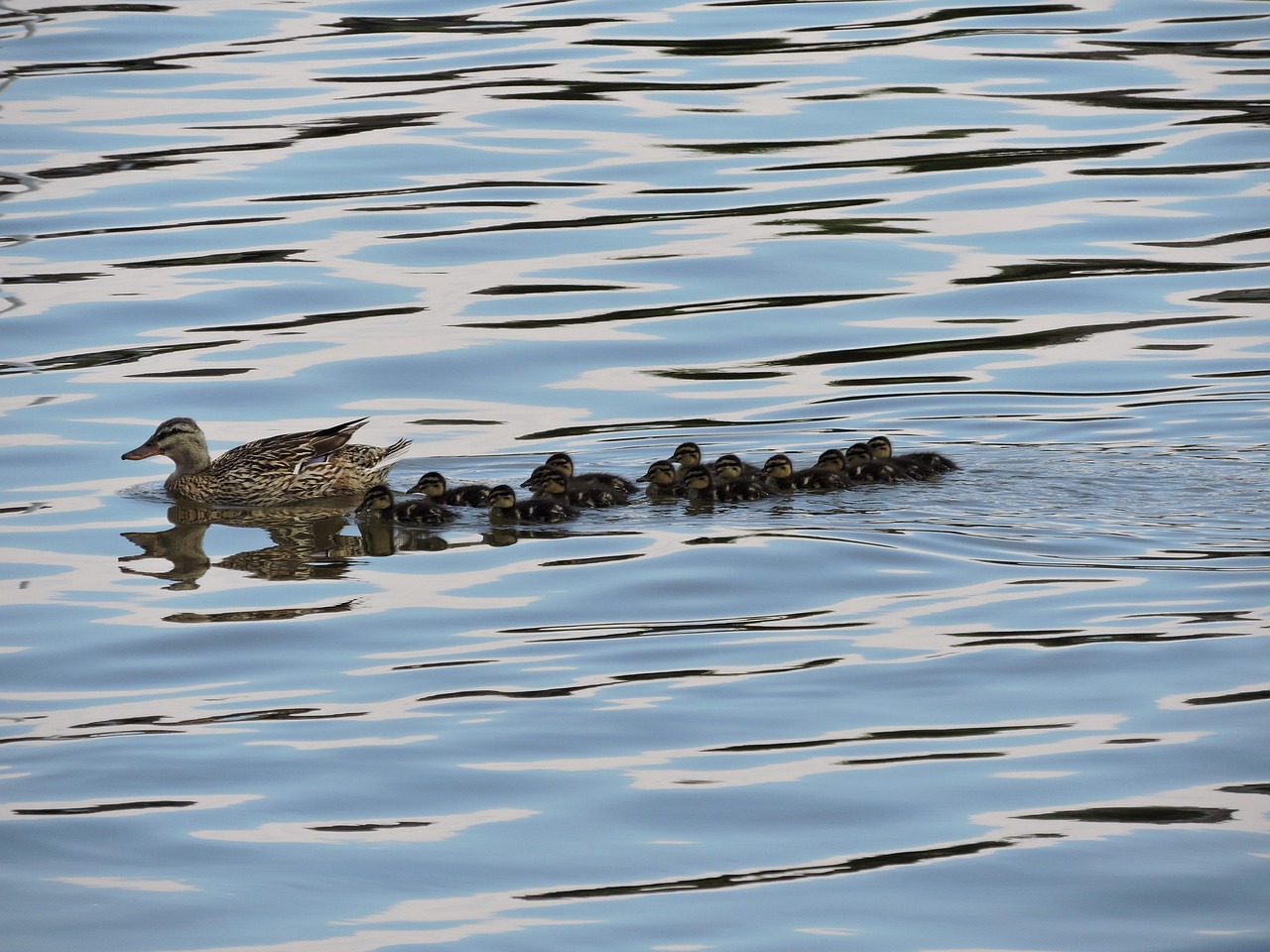 Ducks Nature Wildlife - Free photo on Pixabay