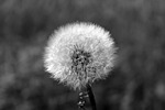 dandelion, fluffy, close