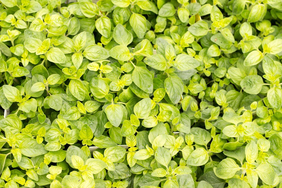Basil Green Culinary Herbs Free photo on Pixabay